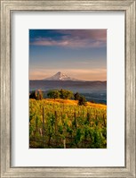 Mt Hood From A Vineyard Fine Art Print