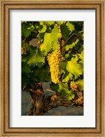 Viognier Grapes In A Vineyard Fine Art Print