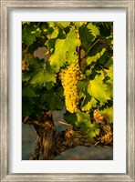 Viognier Grapes In A Vineyard Fine Art Print