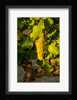 Viognier Grapes In A Vineyard Fine Art Print