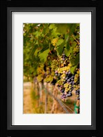 Cabernet Franc Block In A Vineyard Fine Art Print
