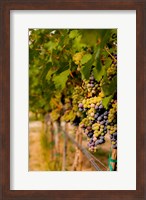 Cabernet Franc Block In A Vineyard Fine Art Print