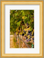 Cabernet Franc Block In A Vineyard Fine Art Print