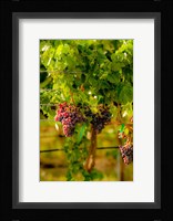 Grenache Block In A Vineyard Fine Art Print