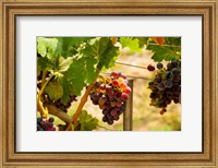 Merlot Grapes In A Vineyard Fine Art Print