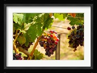 Merlot Grapes In A Vineyard Fine Art Print