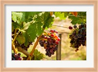 Merlot Grapes In A Vineyard Fine Art Print