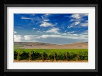 Mattawa Vineyard On The Wahluke Slope Fine Art Print