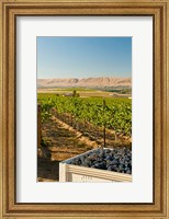 A Bin Of Cabernet Sauvignon Grapes At Harvest Fine Art Print