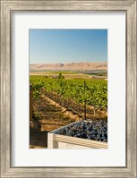 A Bin Of Cabernet Sauvignon Grapes At Harvest Fine Art Print