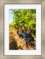 Vineyard Grapes Near Harvest Fine Art Print