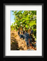 Vineyard Grapes Near Harvest Fine Art Print