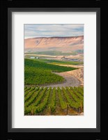 Dusk On A Vineyard Fine Art Print