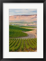 Dusk On A Vineyard Fine Art Print