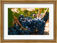 Petit Verdot Grapes From A Vineyard Fine Art Print