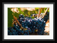 Petit Verdot Grapes From A Vineyard Fine Art Print
