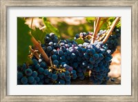 Petit Verdot Grapes From A Vineyard Fine Art Print