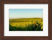 Vineyard At Royal Slope, Washington State Fine Art Print