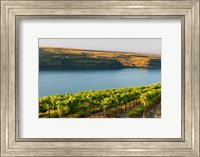 Vineyard Overlooking The Columbia River Fine Art Print