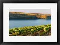 Vineyard Overlooking The Columbia River Fine Art Print