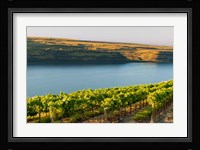 Vineyard Overlooking The Columbia River Fine Art Print