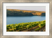 Vineyard Overlooking The Columbia River Fine Art Print