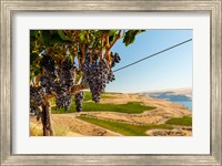Merlot Grapes Hanging In A Vineyard Fine Art Print