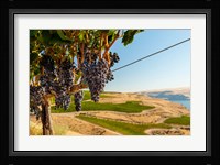 Merlot Grapes Hanging In A Vineyard Fine Art Print