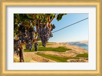 Merlot Grapes Hanging In A Vineyard Fine Art Print