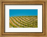 Rows Of Young Vines Fine Art Print