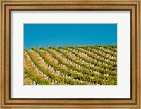 Rows Of Young Vines Fine Art Print