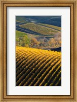 Vineyards, Walla Walla, Washington State Fine Art Print
