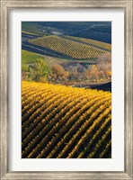Vineyards, Walla Walla, Washington State Fine Art Print