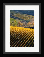 Vineyards, Walla Walla, Washington State Fine Art Print