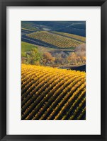 Vineyards, Walla Walla, Washington State Fine Art Print