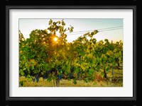 Sun Burst In A Vineyard Fine Art Print
