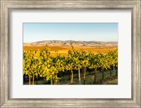 The Blue Mountains Overlook A Vineyard, Washington State Fine Art Print