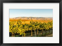The Blue Mountains Overlook A Vineyard, Washington State Fine Art Print