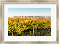 The Blue Mountains Overlook A Vineyard, Washington State Fine Art Print