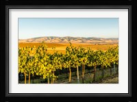 The Blue Mountains Overlook A Vineyard, Washington State Fine Art Print