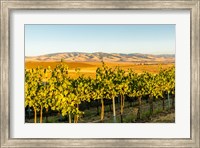 The Blue Mountains Overlook A Vineyard, Washington State Fine Art Print