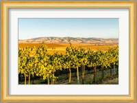 The Blue Mountains Overlook A Vineyard, Washington State Fine Art Print