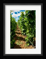 Vineyard Region Known As The Rocks Fine Art Print