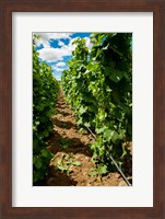 Vineyard Region Known As The Rocks Fine Art Print