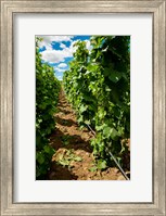 Vineyard Region Known As The Rocks Fine Art Print