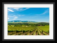 Vineyard Landscape In Walla Walla Fine Art Print