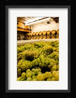 Bin Of Chardonnay Grapes Awaits Beind Crushed Fine Art Print