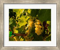 Sauvignon Blanc Grapes Fine Art Print