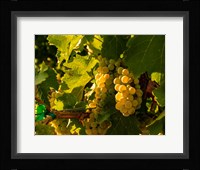 Sauvignon Blanc Grapes Fine Art Print