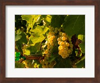 Sauvignon Blanc Grapes Fine Art Print